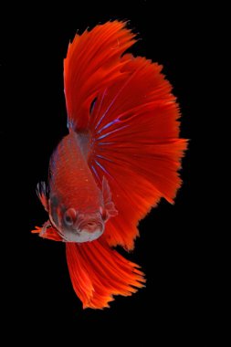 Betta balığı (Betta sp), bir çeşit yarım ay gül kuyruğu türüdür ve zarifçe yüzerler..