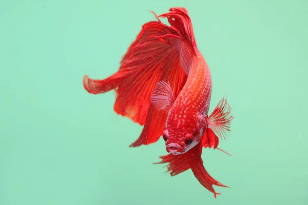 Pesci Betta Pesci Siamesi Che Combattono Betta Splendens Nuotano Con — Foto Stock