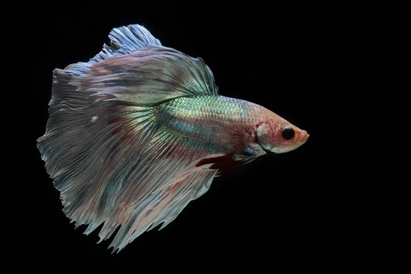 Betta Ψάρια Σιαμαία Ψάρια Αγωνίζονται Betta Splendens Κολυμπούν Χάρη — Φωτογραφία Αρχείου