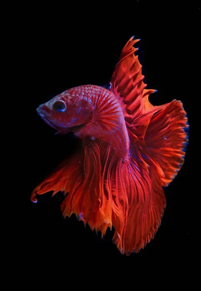 Betta Fisk Eller Siamesiska Fiskrika Fisk Betta Splendens Simmar Graciöst — Stockfoto