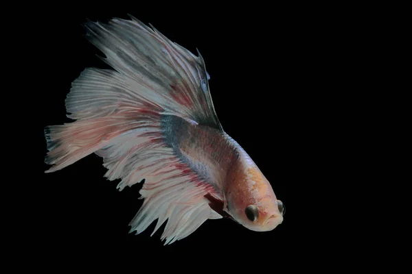 Pesci Betta Pesci Siamesi Che Combattono Betta Splendens Nuotano Con — Foto Stock