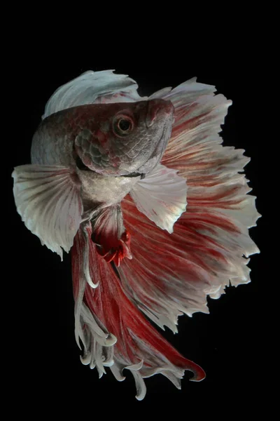 Pesci Betta Pesci Siamesi Che Combattono Betta Splendens Nuotano Con — Foto Stock