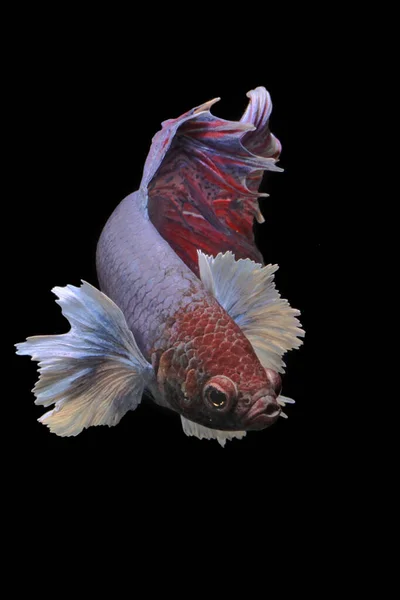 Pesci Betta Pesci Siamesi Che Combattono Betta Splendens Nuotano Con — Foto Stock