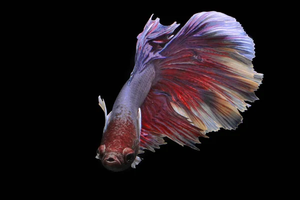 Betta fish or siamese fighting fish (Betta splendens) are swimming gracefully.