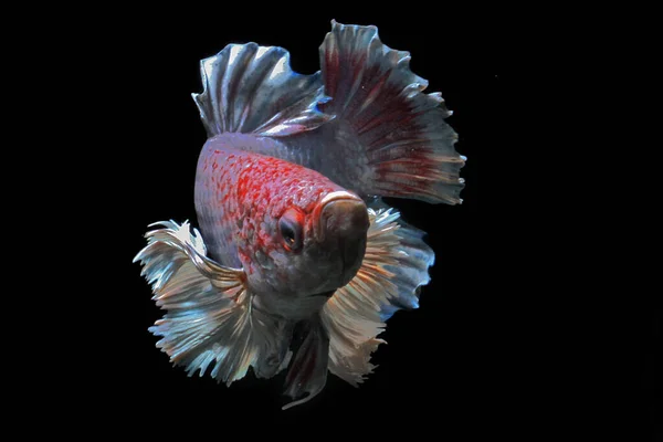 Pesci Betta Pesci Siamesi Che Combattono Betta Splendens Nuotano Con — Foto Stock