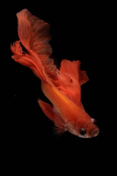 Pesci Betta Pesci Siamesi Che Combattono Betta Splendens Nuotano Con — Foto Stock