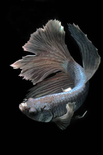 Betta Fische Oder Siamesische Kampffische Betta Splendens Schwimmen Anmutig — Stockfoto