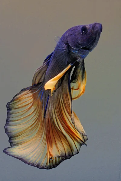 Betta Fish Siamese Fighting Fish Betta Splendens Swimming Gracefully — Stock Photo, Image