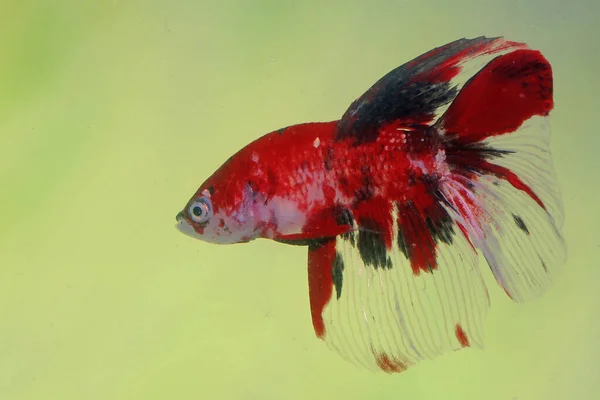 Betta Vissen Siamese Vechtvissen Betta Splendens Zwemmen Gracieus — Stockfoto