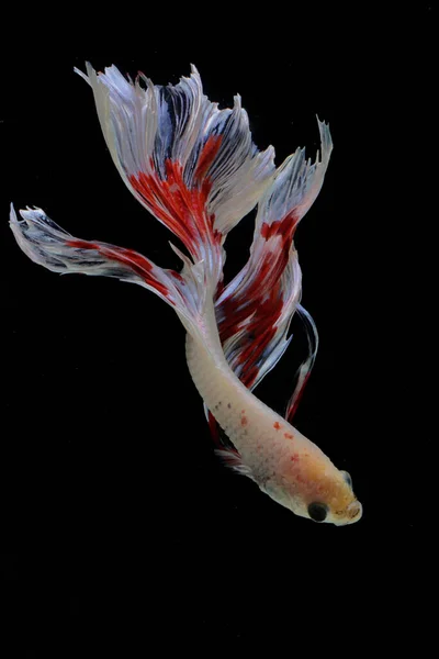 Betta Vissen Siamese Vechtvissen Betta Splendens Zwemmen Gracieus — Stockfoto