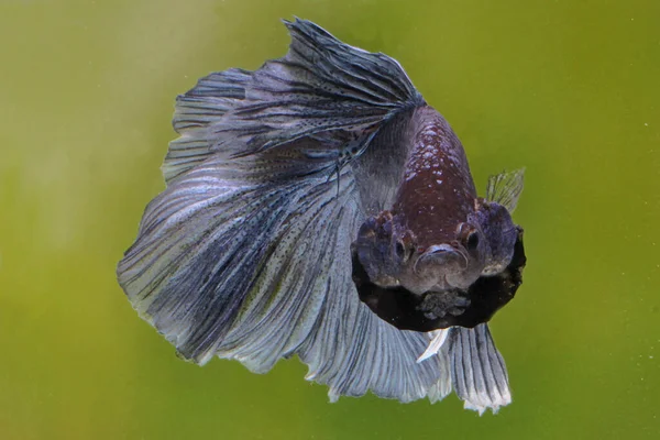 Betta Ψάρια Σιαμαία Ψάρια Αγωνίζονται Betta Splendens Κολυμπούν Χάρη — Φωτογραφία Αρχείου