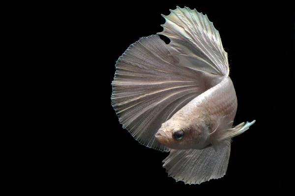 Betta Fische Oder Siamesische Kampffische Betta Splendens Schwimmen Anmutig — Stockfoto