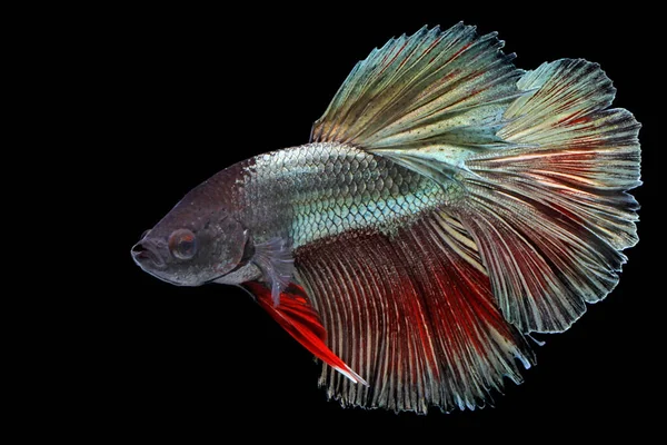 Betta Vissen Siamese Vechtvissen Betta Splendens Zwemmen Gracieus — Stockfoto