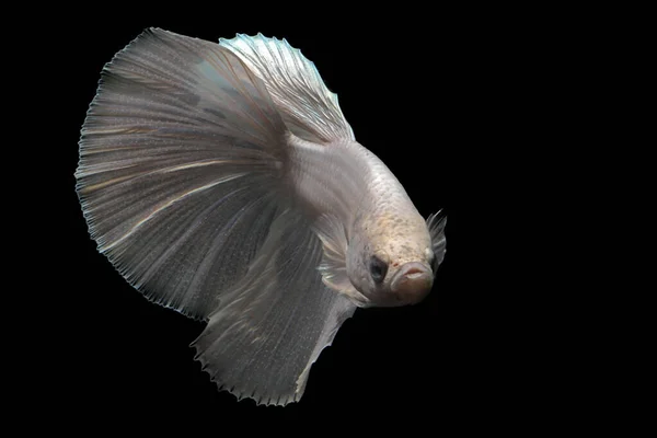 Betta Fische Oder Siamesische Kampffische Betta Splendens Schwimmen Anmutig — Stockfoto