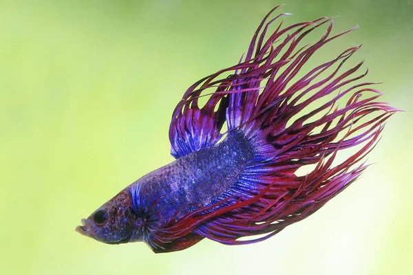 Beta balığı (Betta splendens) zarifçe yüzmektedir..