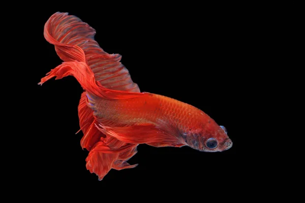 Pesci Betta Pesci Siamesi Che Combattono Betta Splendens Nuotano Con — Foto Stock