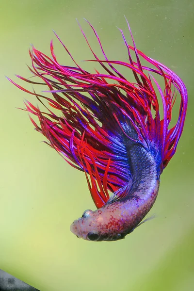 Betta Ψάρια Σιαμαία Ψάρια Αγωνίζονται Betta Splendens Κολυμπούν Χάρη — Φωτογραφία Αρχείου