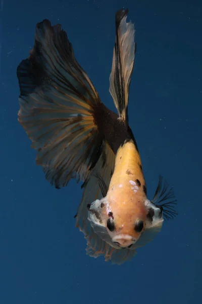 Betta Ψάρια Σιαμαία Ψάρια Αγωνίζονται Betta Splendens Κολυμπούν Χάρη — Φωτογραφία Αρχείου