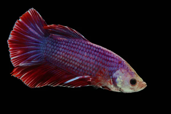 Stock image Betta fish or siamese fighting fish (Betta splendens) are swimming gracefully.