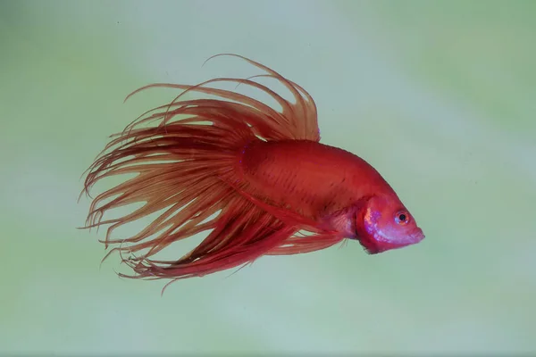 Betta Fish Siamese Fighting Fish Betta Splendens Swimming Gracefully — Stock Photo, Image