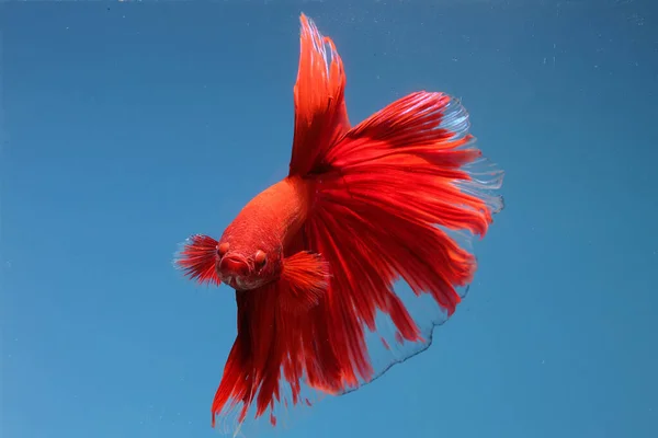 Betta Vissen Siamese Vechtvissen Betta Splendens Zwemmen Gracieus — Stockfoto