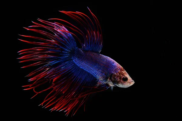 Betta Vissen Siamese Vechtvissen Betta Splendens Zwemmen Gracieus — Stockfoto