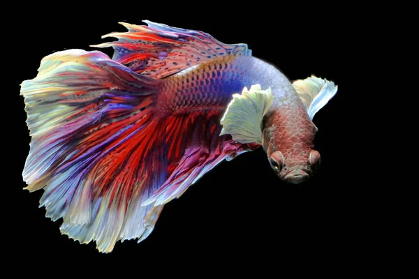 Beta balığı (Betta splendens) zarifçe yüzmektedir..