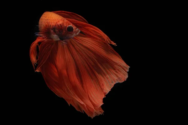 Betta Ψάρια Betta Ένα Είδος Μισό Φεγγάρι Rosetail Κολυμπούν Χάρη — Φωτογραφία Αρχείου