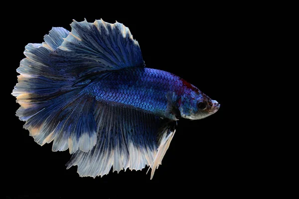 Pesci Betta Betta Tipo Rosetail Mezzaluna Nuotano Con Grazia — Foto Stock