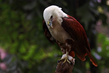 Brahminy uçurtma kartalının mahareti. Bu kuş başarılı bir avcıdır..