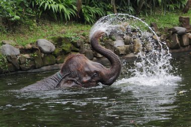 Bir fil hortumundan su püskürterek banyo yapıyor..
