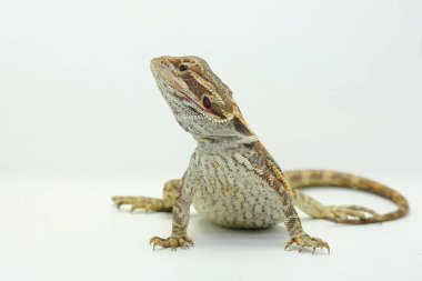 Sakallı bir ejderha (Pogona sp) saldırgan davranışlar sergiliyor.