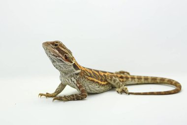 Sakallı bir ejderha (Pogona sp) saldırgan davranışlar sergiliyor.