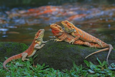 Üç sakallı ejderha (Pogona sp) havuz kenarında güneşleniyor.