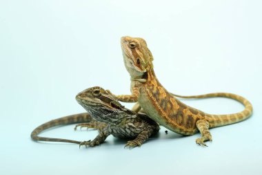 İki genç sakallı ejderha (Pogona sp) saldırgan davranışlar sergiliyor..