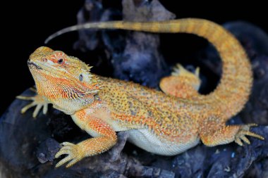 Sakallı bir ejderha (Pogona sp) saldırgan davranışlar sergiliyor.