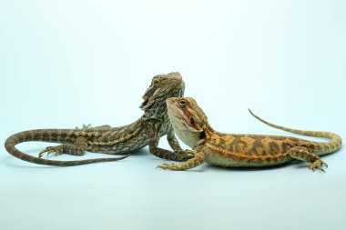 İki genç sakallı ejderha (Pogona sp) saldırgan davranışlar sergiliyor..