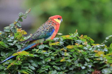 Rosella papağanı (Platycercus sp), güzel tüy rengi ve güzel bir kuş türüdür..