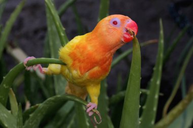 Genç bir aşk kuşu (Agapornis sp) bir ağaç gövdesine tünemiştir..