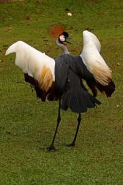 Dişi bir vinç (Balearica regulorum) güzel kanatlarını çırpıyor.