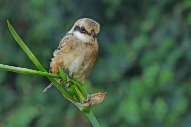 Uzun kuyruklu bir örümcekkuşu (Lanius schach) hindistan cevizi yaprağına tünemiştir..