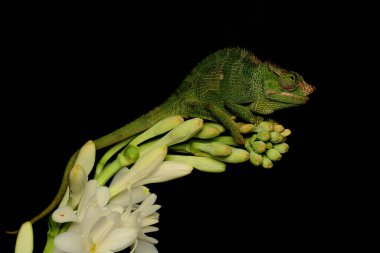 A young Fischer's chameleon (Kinyongia fisheri) are crawling on Polianthes tuberosa flowers. clipart