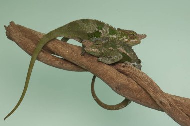Two young Fischer's chameleons (Kinyongia fischeri) are crawling on tree branches. clipart