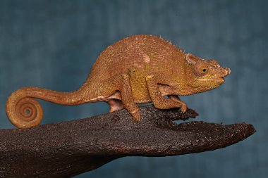 Genç bir Fischer bukalemunu (Kinyongia fischeri) kuru odunlarda güneşleniyor..