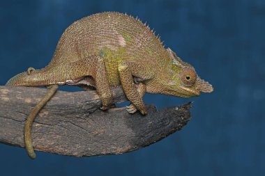 A young Fischer's chameleon (Kinyongia fischeri) is sunbathing on dry wood. clipart