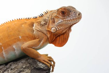 Zarif duruşu olan kırmızı bir iguana (iguana iguanası).