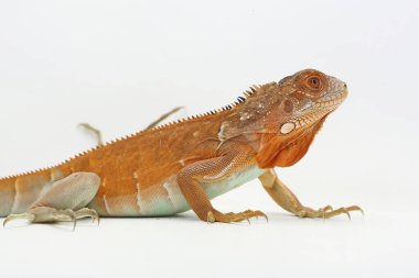 Genç bir iguana (iguana iguanası) günlük aktivitelerine başlamadan önce güneşleniyor.