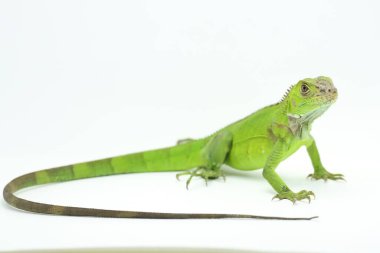 Genç bir iguana (iguana iguanası) günlük aktivitelerine başlamadan önce güneşleniyor.
