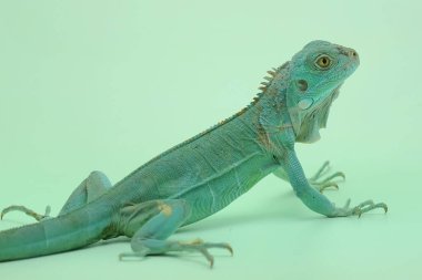 Mavi bir iguana (iguana iguanası) mavi bir alt tabakanın üzerinde güneşleniyor.
