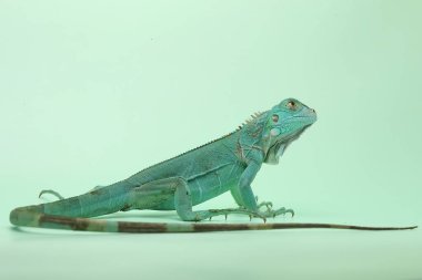 Mavi bir iguana (iguana iguanası) mavi bir alt tabakanın üzerinde güneşleniyor.